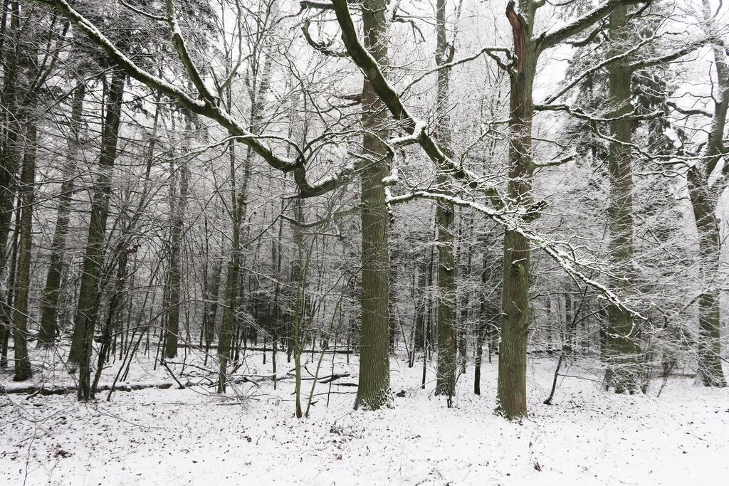 Cztery Pory Roku Pensionat Białowieża Exteriör bild