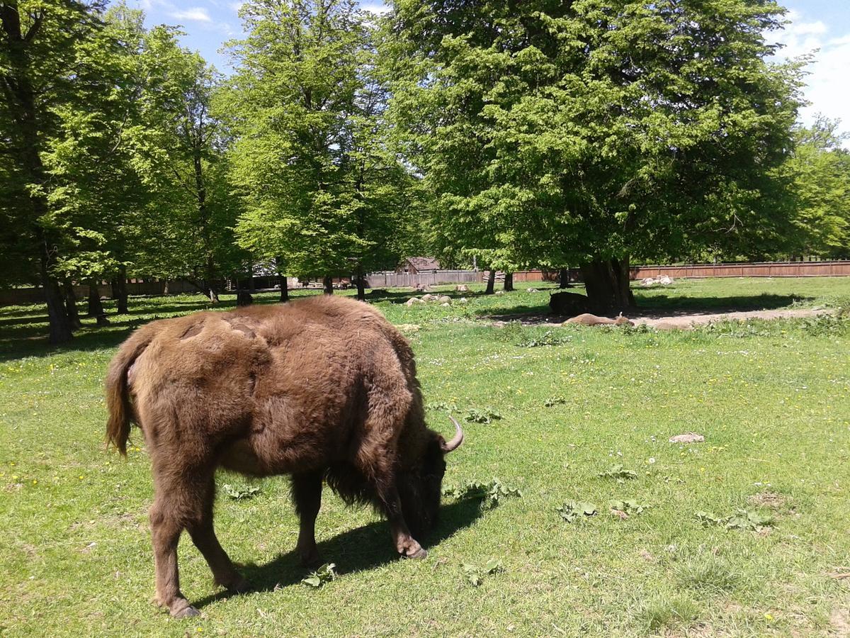 Cztery Pory Roku Pensionat Białowieża Exteriör bild
