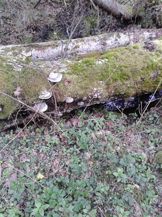 Cztery Pory Roku Pensionat Białowieża Exteriör bild