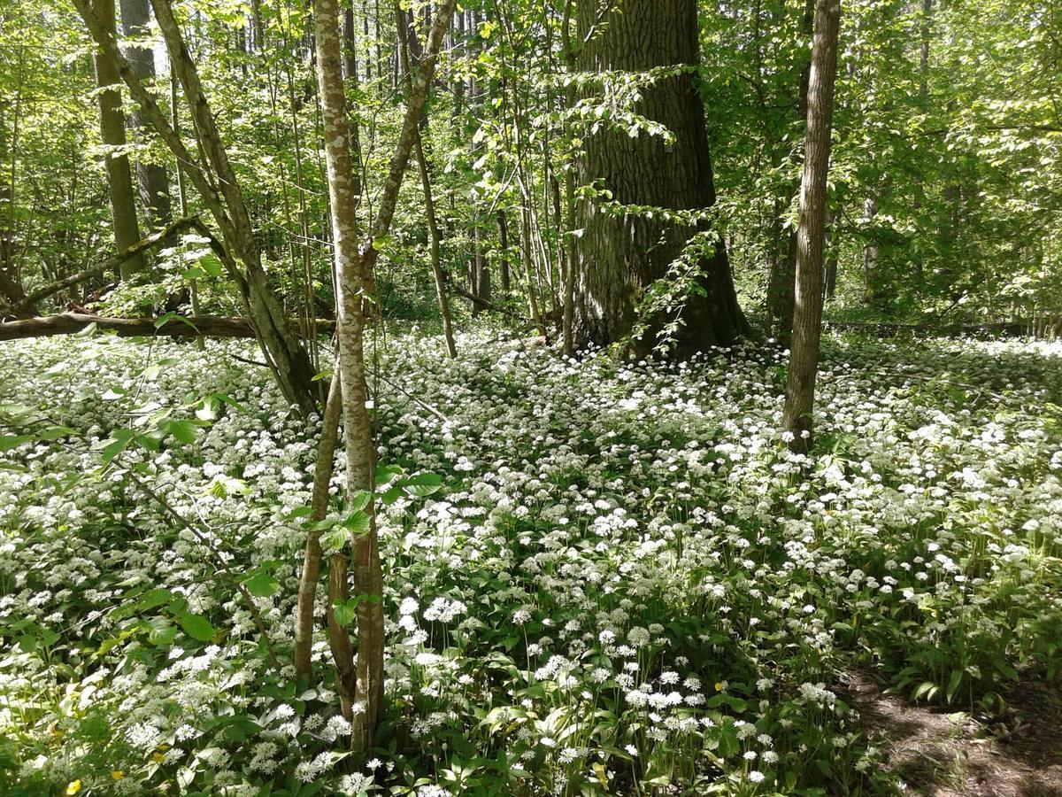 Cztery Pory Roku Pensionat Białowieża Exteriör bild