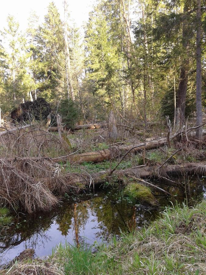 Cztery Pory Roku Pensionat Białowieża Exteriör bild