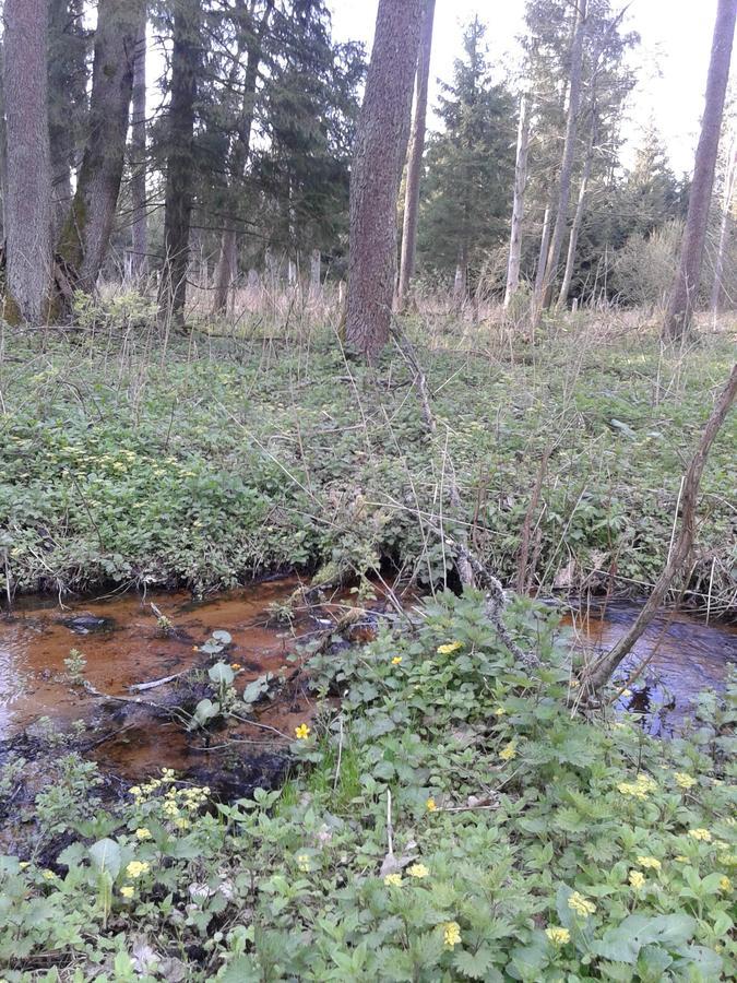 Cztery Pory Roku Pensionat Białowieża Exteriör bild